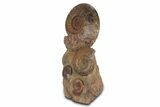 Tall Jurassic Ammonite (Hammatoceras) Display - France #381121-1
